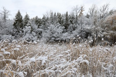 多伦多郊区下大雪