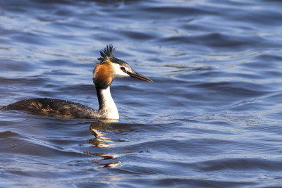 大山脊grebe (Podiceps crista)