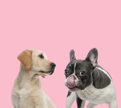 一队拉布拉多寻回犬和法国斗牛犬