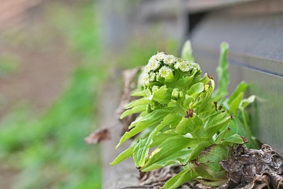 Petasites japonicus
