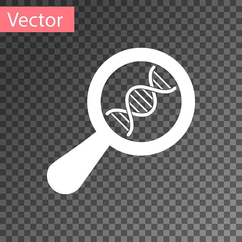 白色DNA研究，搜索图标孤立在透明的背景。放大镜和dna链。基因工程，克隆，亲子鉴定。矢量图