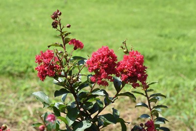 紫薇花