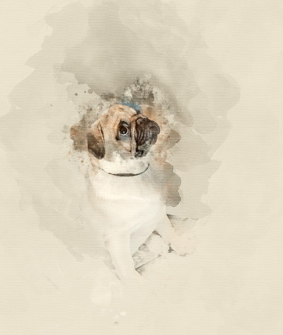 Pug-dog关闭
