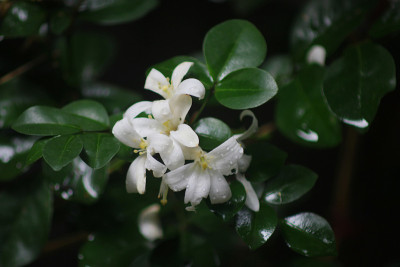 近距离照片的murraya paniculata花