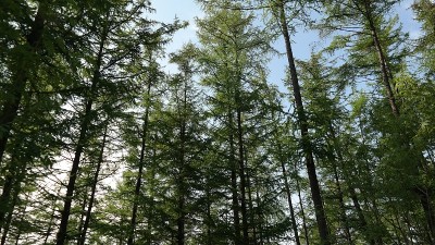 朝鲜山区的冷杉林