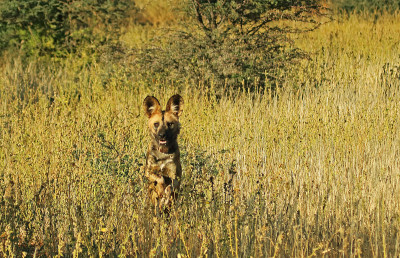 狩猎wilddog
