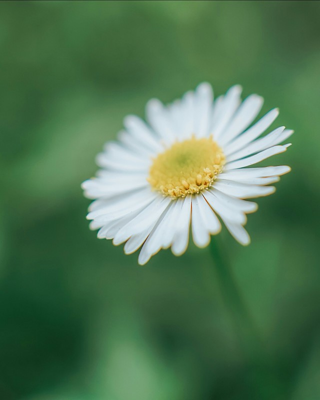 小雏菊