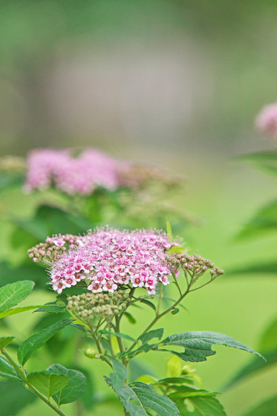 Spiraea