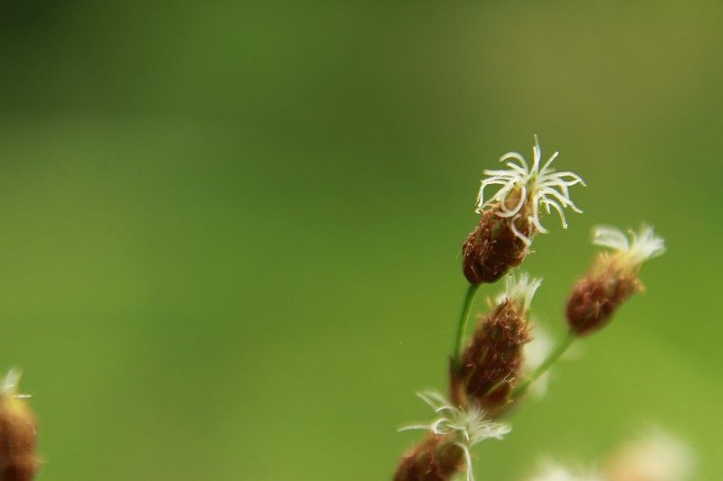 芦苇的小花(三棱藨草)。