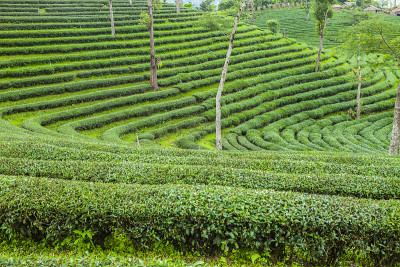 泰国的茶园。