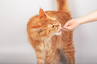 人手喂一只姜缅猫，猫咪训练，复制空间