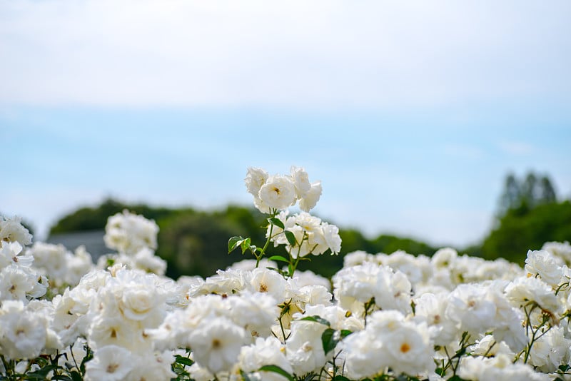 花园里的白玫瑰