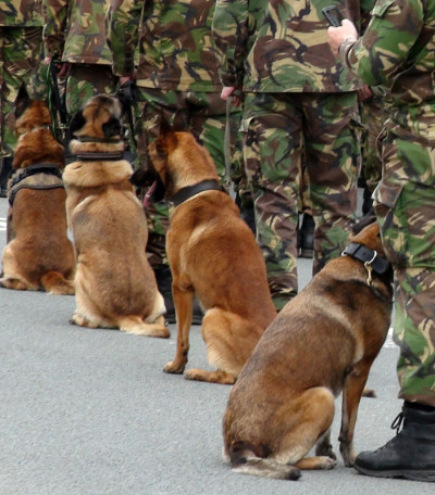 军官和警犬站在一起的场景