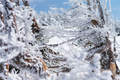 冷杉或松树被雪覆盖的背景上的冬天季节