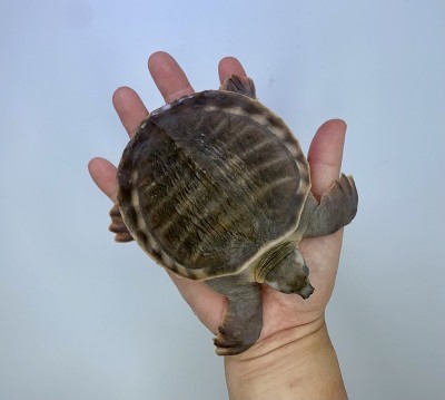 猪鼻子turtlei