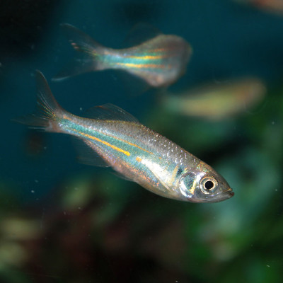 马拉巴尔·达尼奥（达尼奥·马拉巴里库斯）水族馆鱼