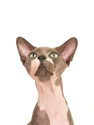 狮身人面像的猫肖像孤立地看在一个白色的背景