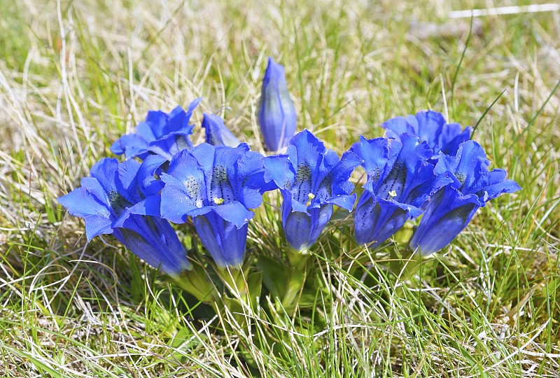 龙胆蓝花