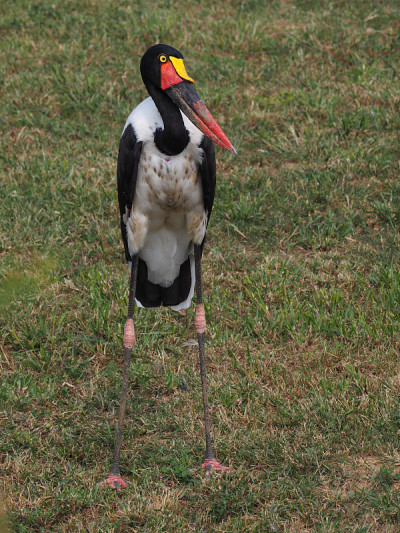 鞍嘴鹳(学名:senegalensis)