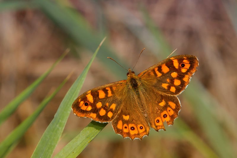 Tircis (Pararge aegeria)