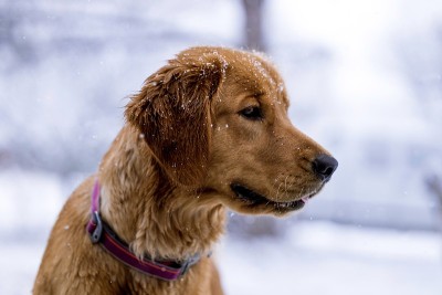 雪天的狗
