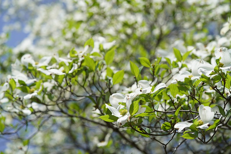 开花山茱萸‘花之月’白色