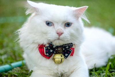 白色的波斯猫