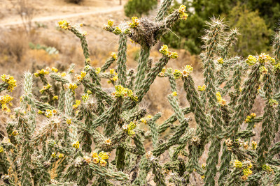 用亮黄色的新生长棍Cholla