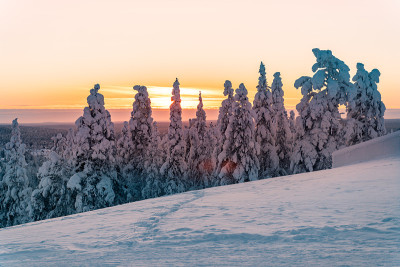 夕阳下的雪景，芬兰拉普兰冬天结冰的树木