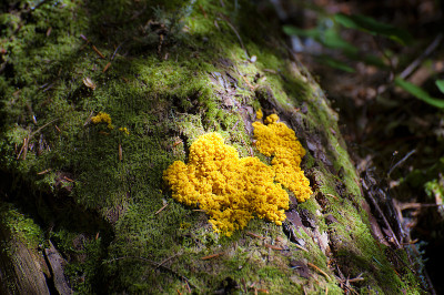 针垫橙苔藓的特写