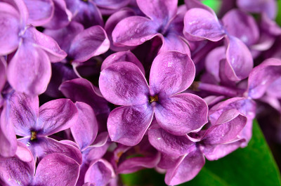 幼枝上，丁香花近了