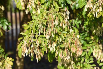 Fraxinus griffithii水果。