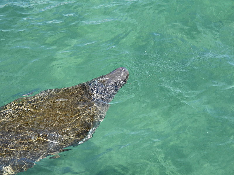 海牛(Trichechus) -在佛罗里达的泻湖中游泳，浮出水面呼吸空气