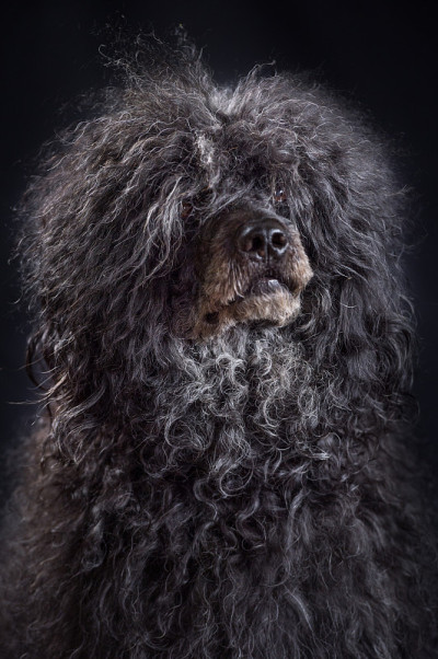 黑色雄性葡萄牙水犬的肖像