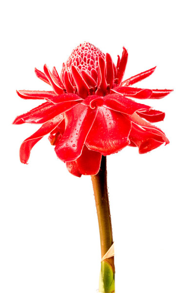 etlingera其余的花
