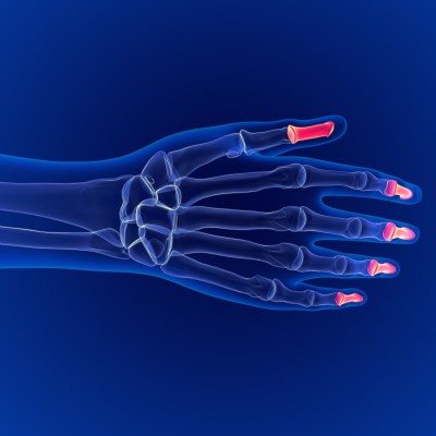 人体骨骼解剖远端指骨骨背侧3D渲染医学概念