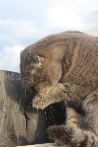 苏格兰折耳猫舔自己的毛发