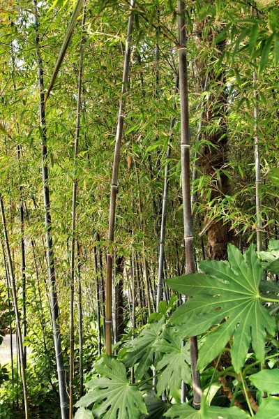 竹林中的花园