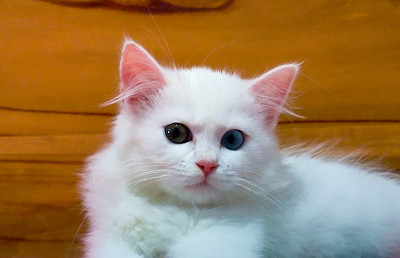 美怪眼小猫