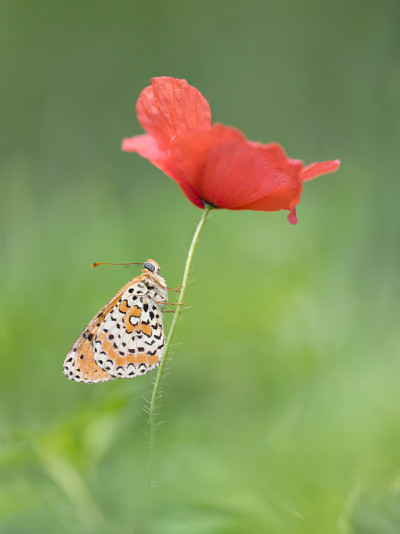 美丽的斑点贝母画像(Melitaea didyma)