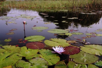 水仙花(睡莲)