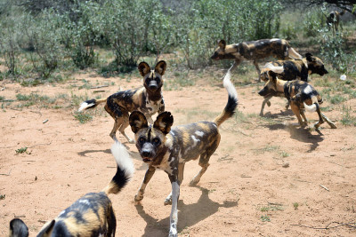 非洲野犬