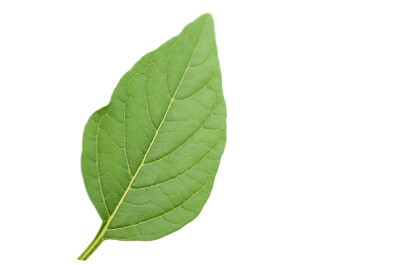 番茄，壳叶分离白色