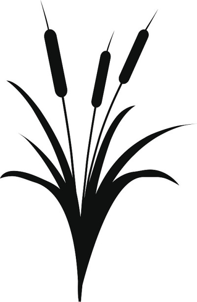 芦苇黑白