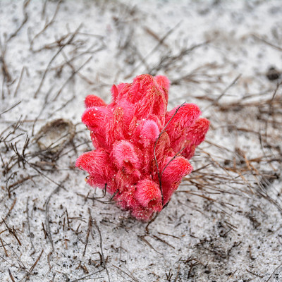 Hyobanche sanguinea