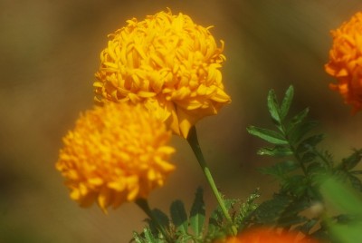 黄色的花
