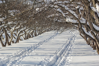冬日里，果园里白雪覆盖的苹果树