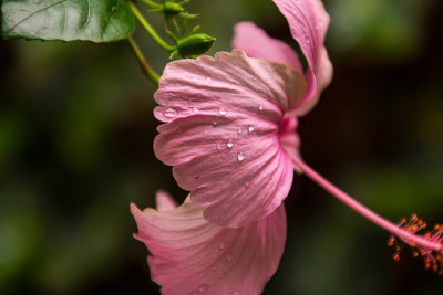 美丽的芙蓉花