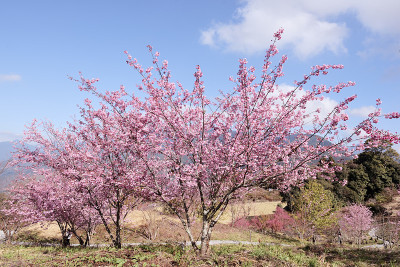 樱花