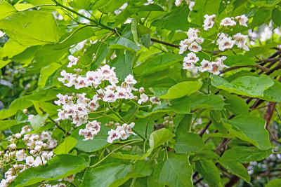 梓树，白花绿叶